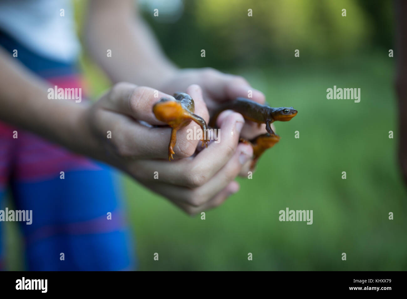 Person holding newts, close-up Stock Photo