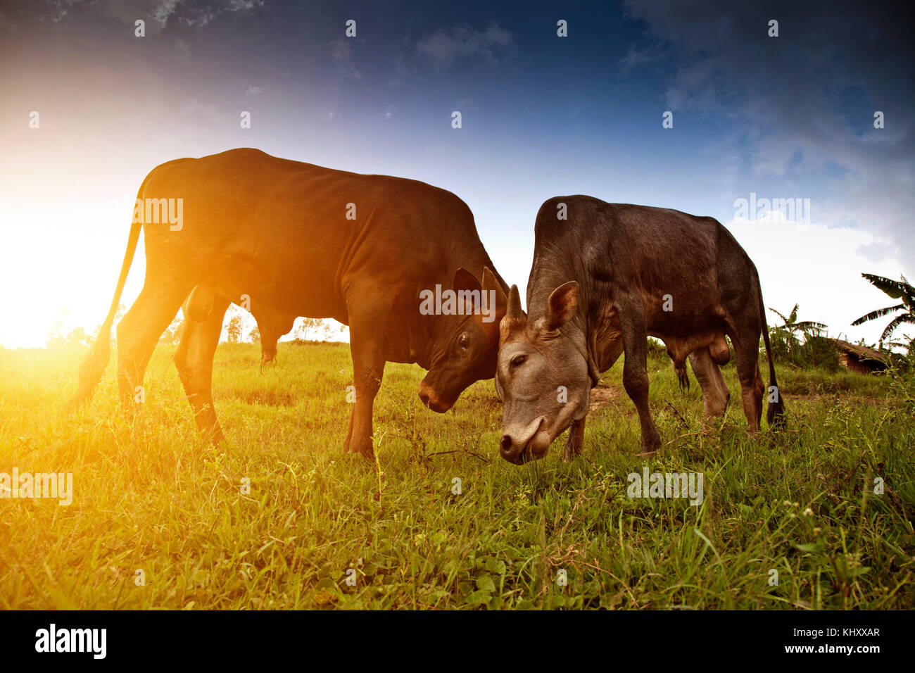 Two cows grazing in field, Birayi, Bujumbura, Burundi, Africa Stock