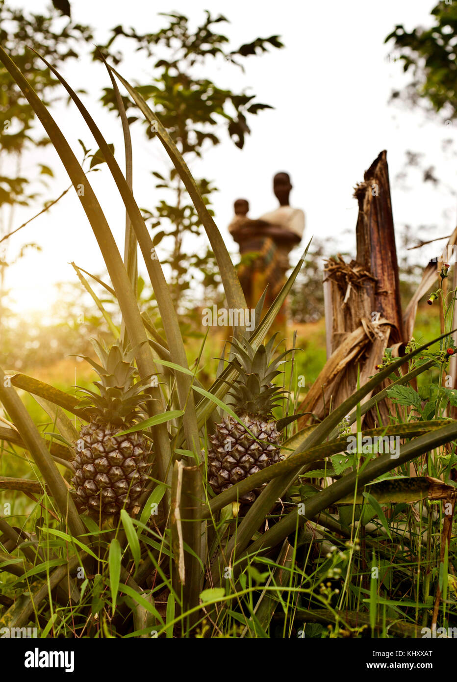 Pineapples growing in foreground, two people in background behind