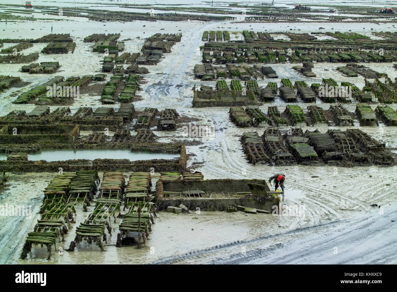 Worker tending rows of oyster beds on beach mudflats, Saint-Malo, Brittany, France Stock Photo