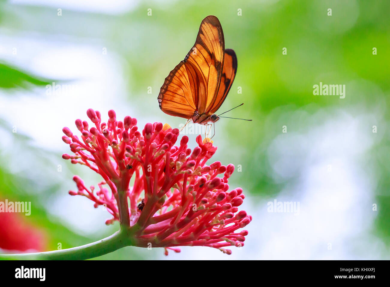 Tropical Julia butterfly Dryas iulia feeding on red flowers and resting on  rainforest vegetation Stock Photo