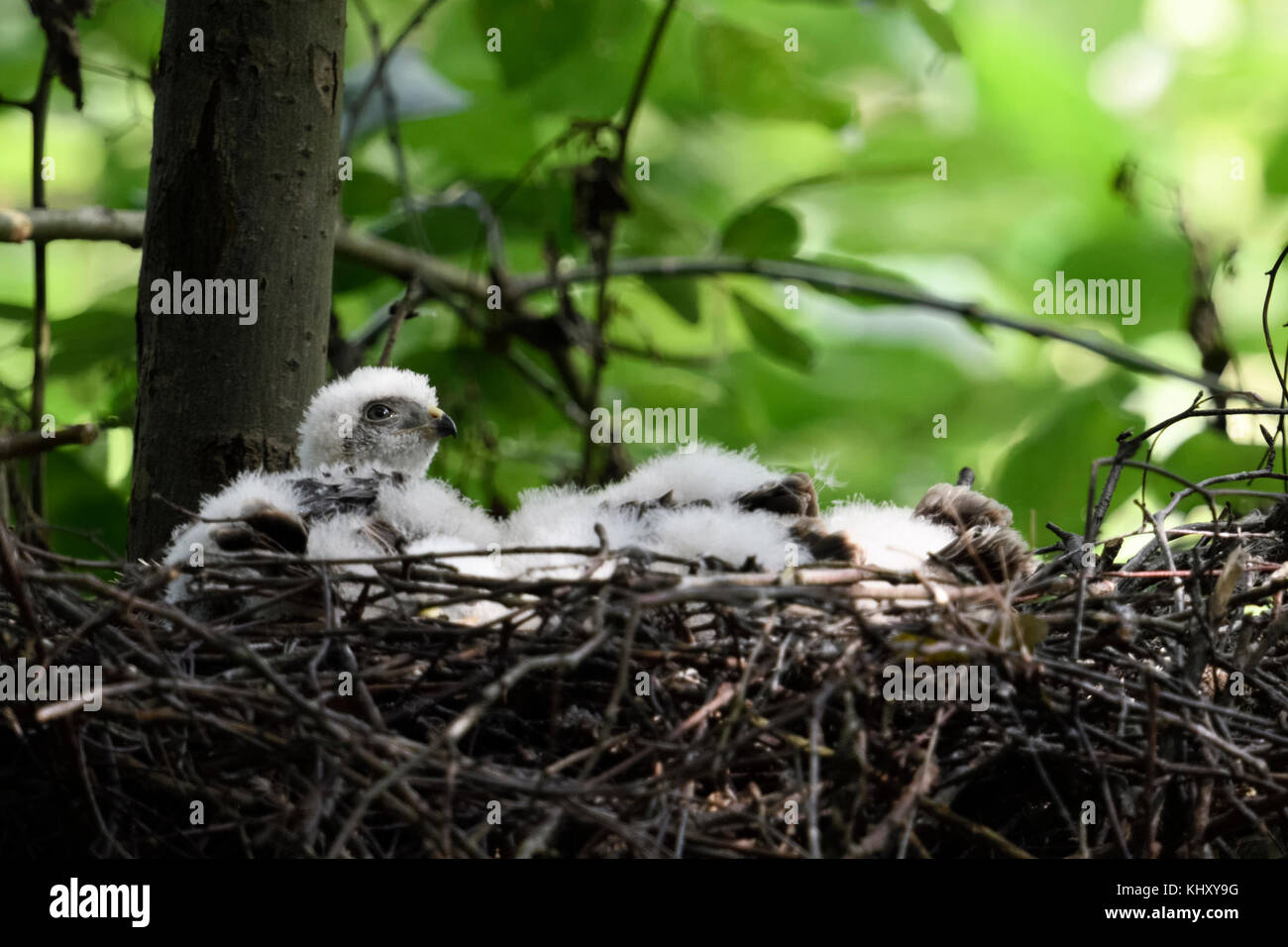 Sparrowhawk / Sperber ( Accipiter nisus ), moulting chicks, hatchlings resting, sitting in their nest in a deciduous tree, wildlife, Europe. Stock Photo