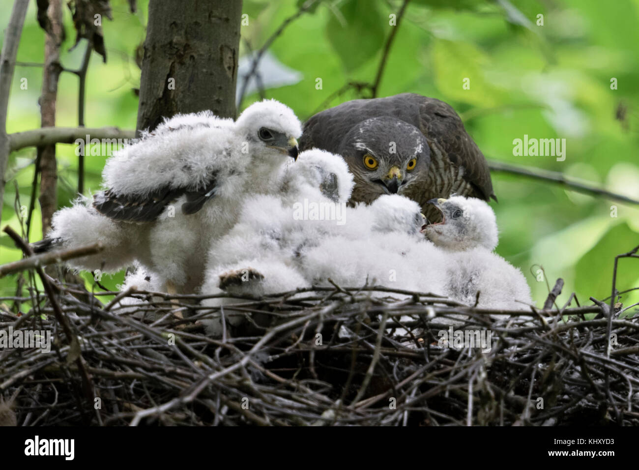 Sparrowhawk / Sperber ( Accipiter nisus ), caring female, feeding its offspring, young chicks begging for food, wildlife, Europe. Stock Photo