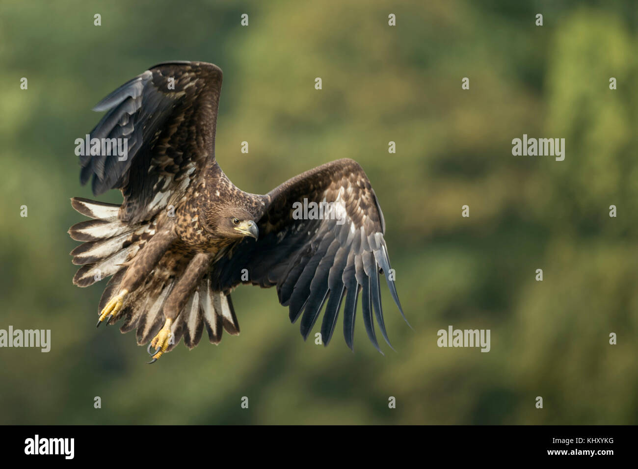 White-tailed Eagle / Sea Eagle / Seeadler ( Haliaeetus albicilla ) young adolescent in powerful flight, hunting along the edge of a forest, frontal si Stock Photo