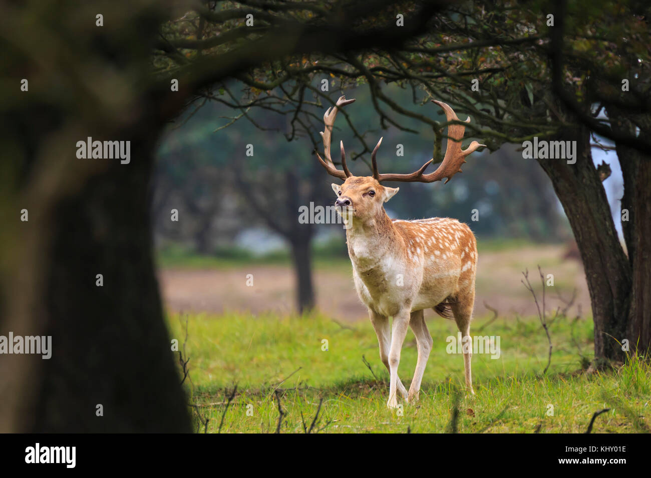 Big Fallow deer buck, Dama Dama, with large antlers walking in a green forest during Autumn season. Stock Photo