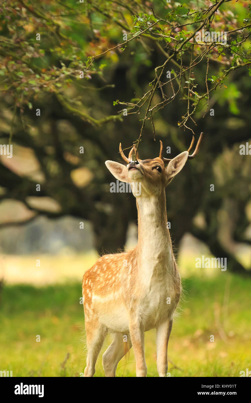 Young Fallow deer buck, Dama Dama, with small antlers walking through a dark forest during Fall season. Stock Photo