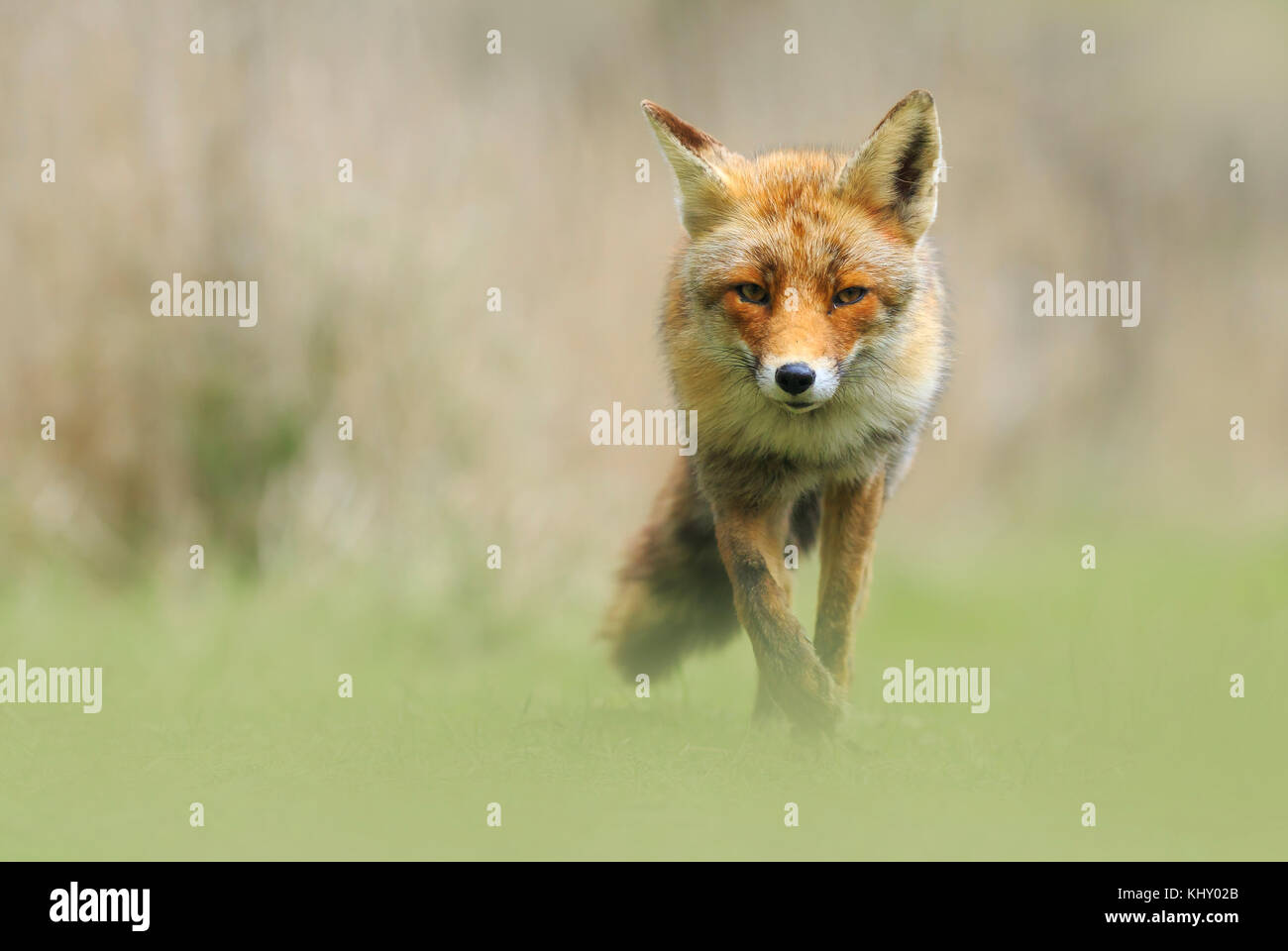 Front view of a wild red fox (vulpes vulpes) walking in a meadow during Autumn season. Stock Photo