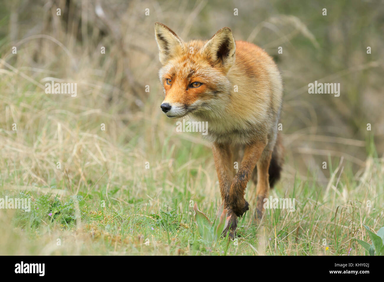 Front view of a wild red fox (vulpes vulpes) walking in a forest during Autumn season. Stock Photo