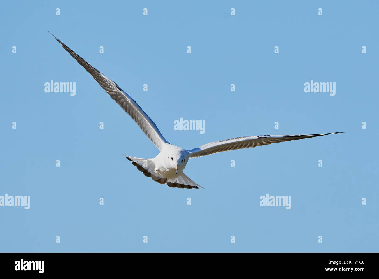 White seagull in flight against a blue sky Stock Photo - Alamy
