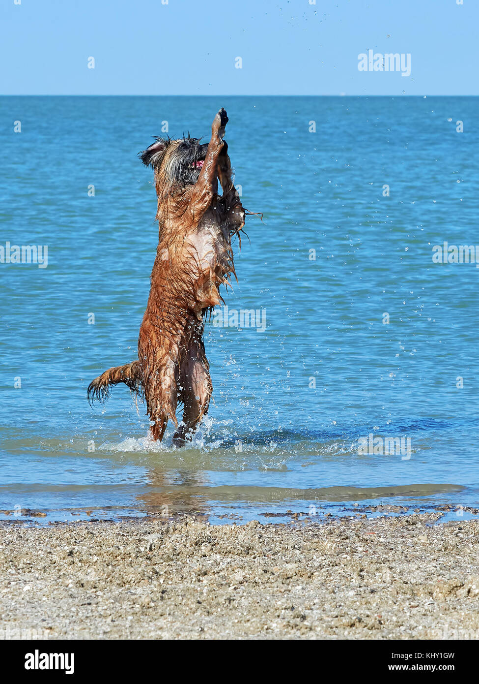 Pomeranian sheep hires stock photography and images Alamy