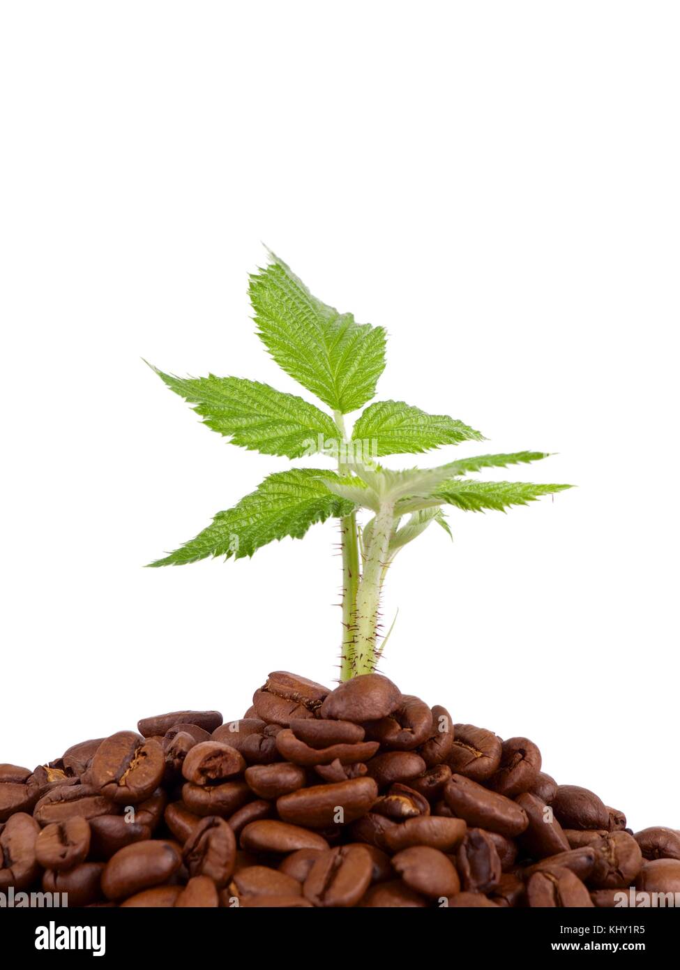 Green Plant Growing In A Coffee Beans Against White KHY1R5 