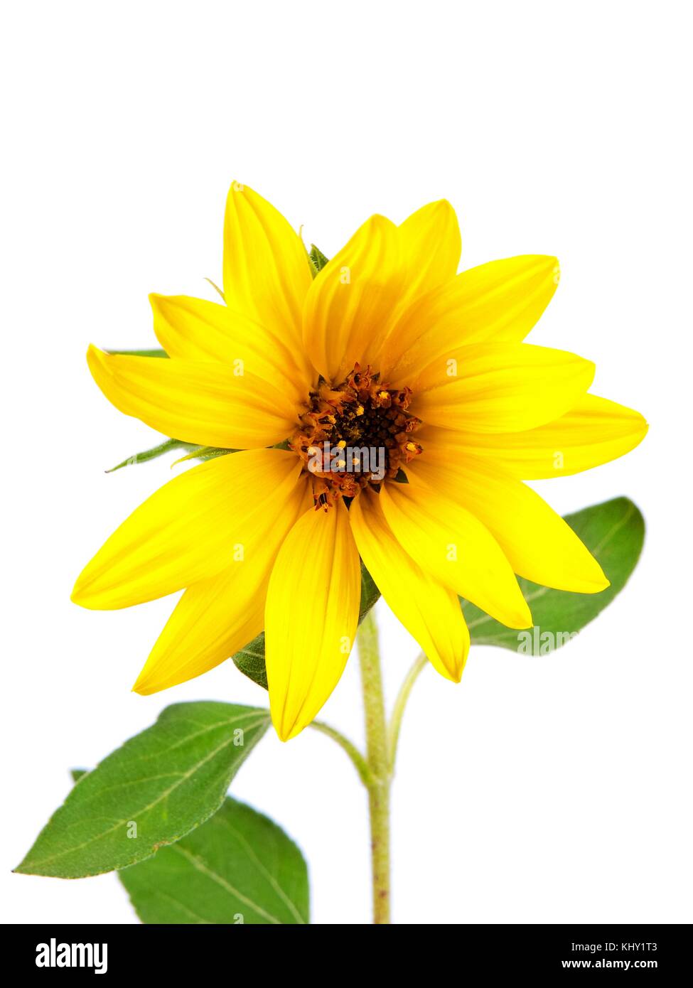 Young sunflower against white background Stock Photo Alamy