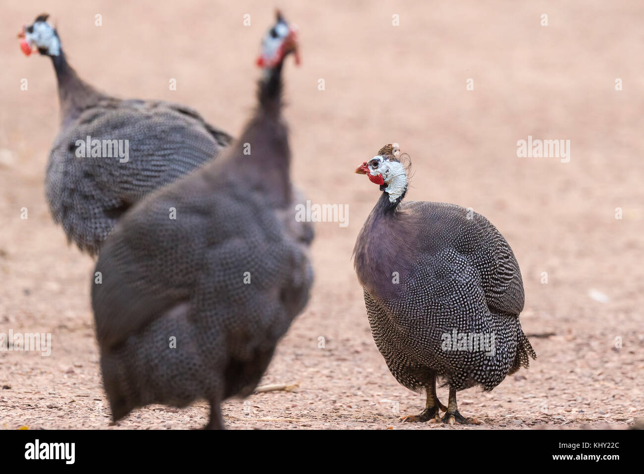 The helmeted guineafowl (Numida meleagris) is the best known of the guineafowl bird family, Numididae, and the only member of the genus Numida. Stock Photo