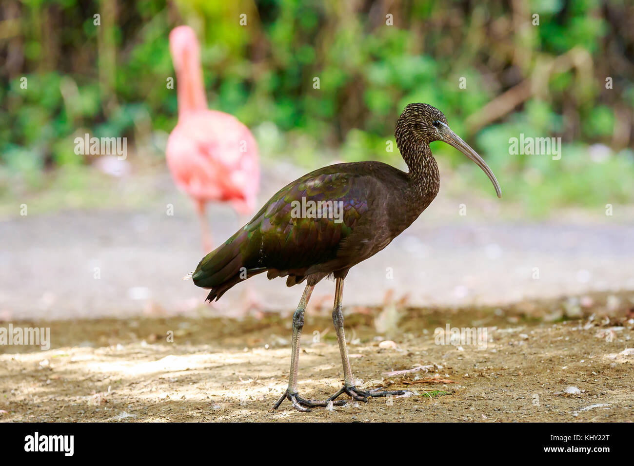 Glossy ibis (Plegadis falcinellus) wading bird foraging in wetlands in front of a Scarlet Ibis Eudocimus ruber Stock Photo