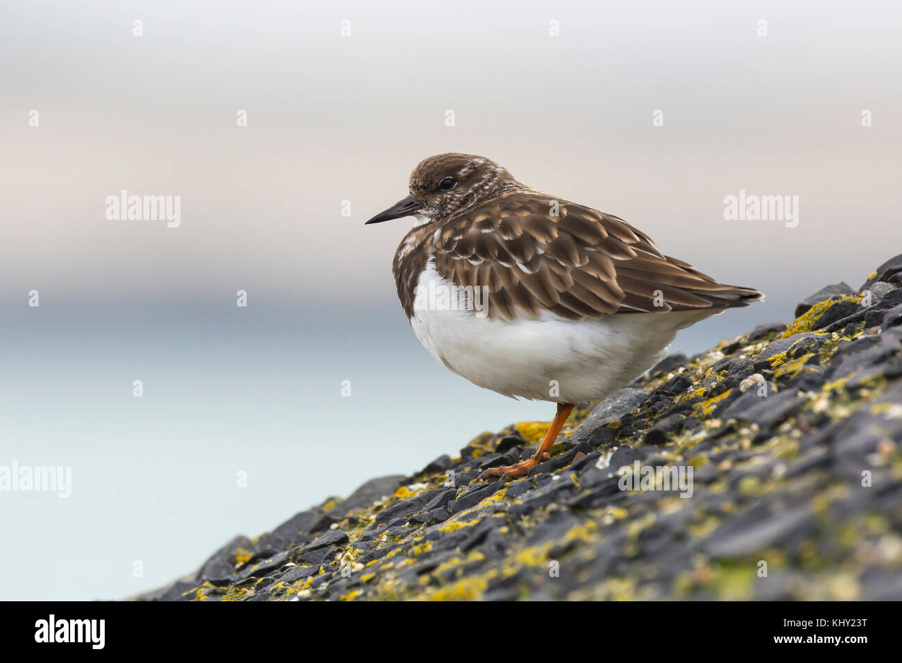 Ruddy turnstone wading bird, Arenaria interpres, foraging in between the rocks at the shore. These birds live in flocks at shore and are migratory. Stock Photo