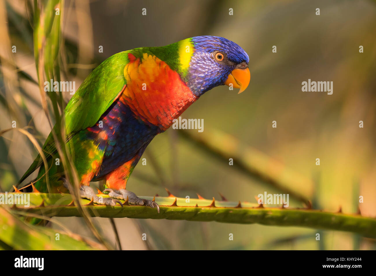 Closeup of a perched rainbow lorikeet (Trichoglossus moluccanus) or rainbow lory parrot. A vibrant colored bird native to Australia. Stock Photo