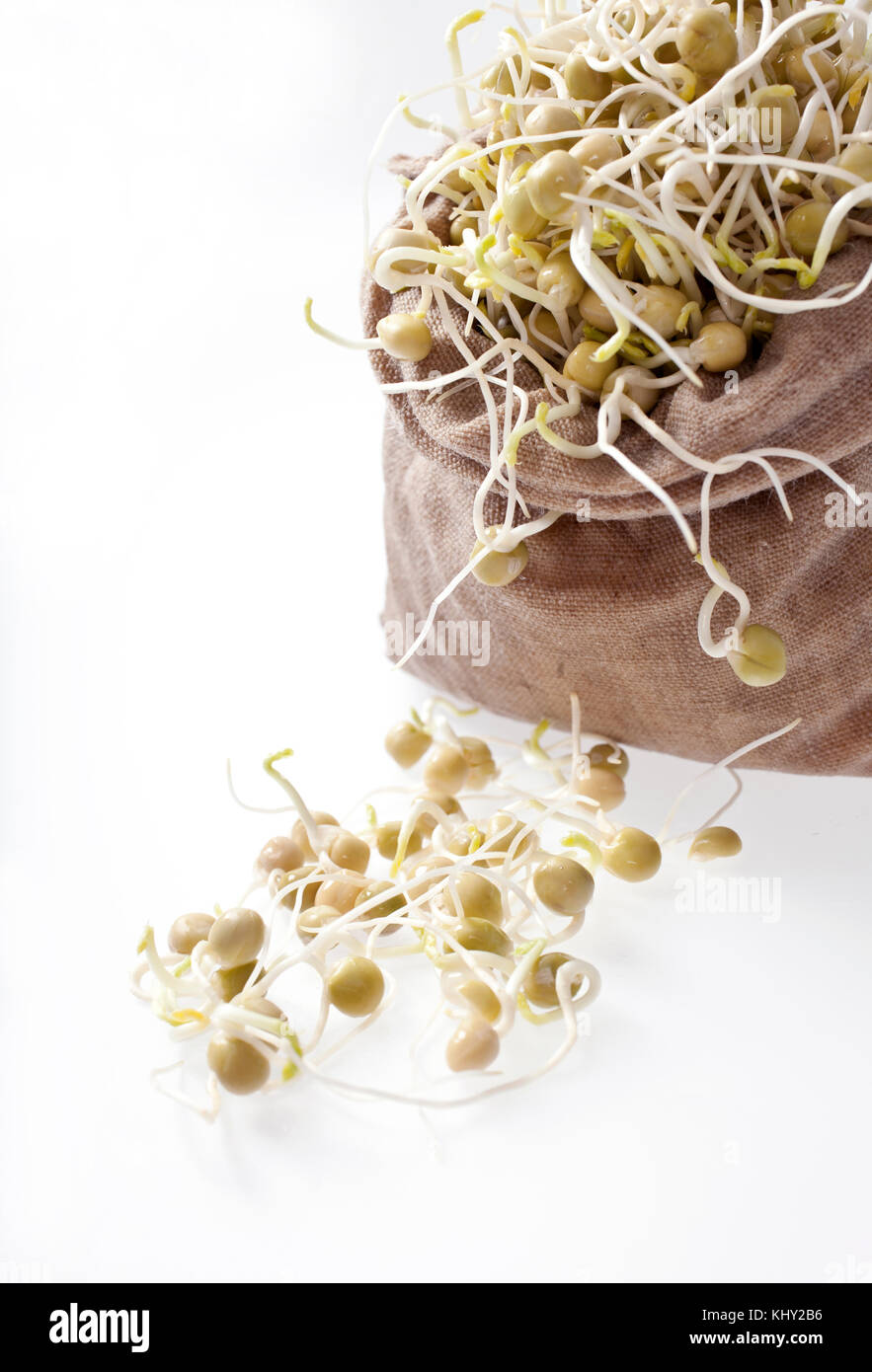 Peas shoots growing out of the hessian bag Stock Photo Alamy
