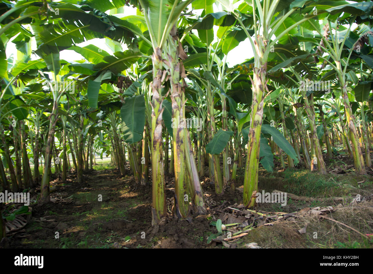 Banana Farming High Resolution Stock Photography And Images Alamy