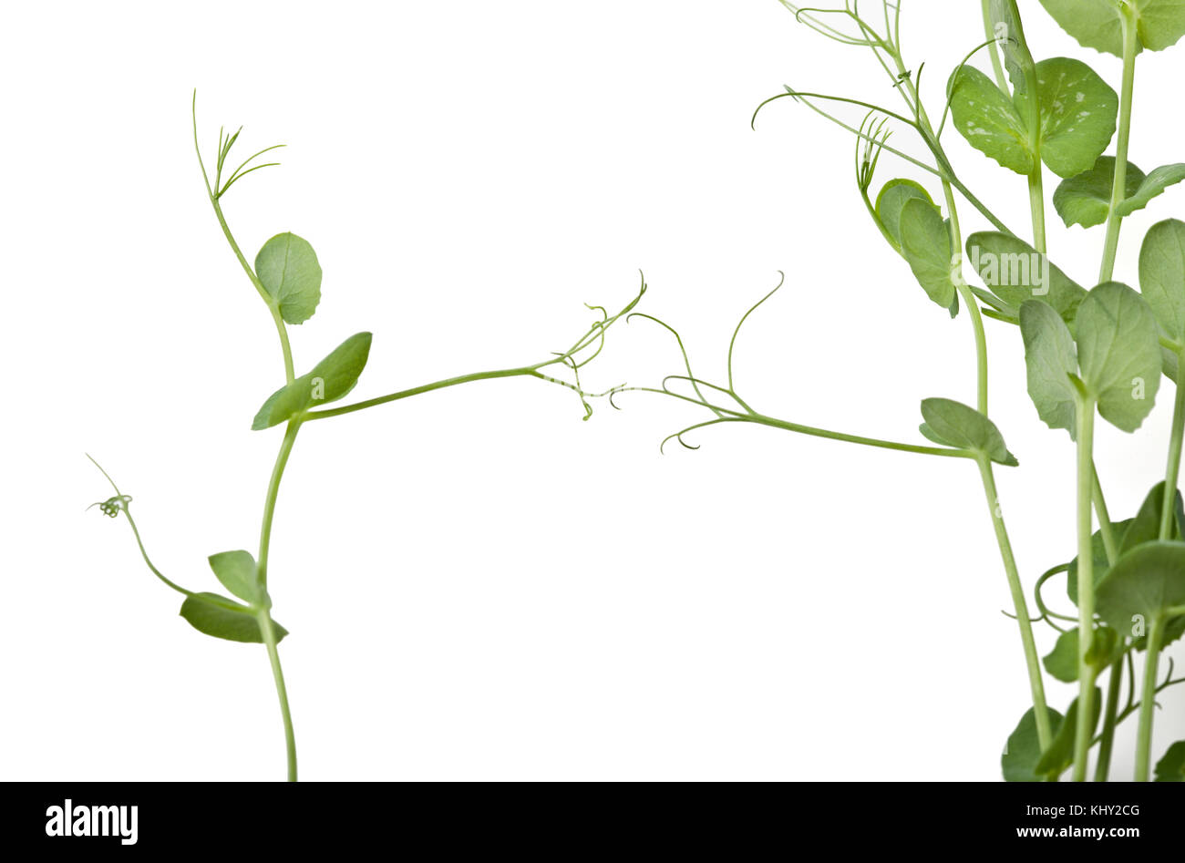 Pea shoots growing, isolated on white background Stock Photo