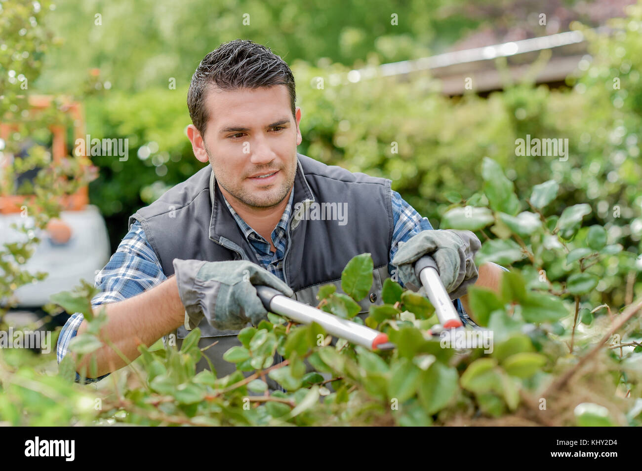 man trimming hedge Stock Photo - Alamy