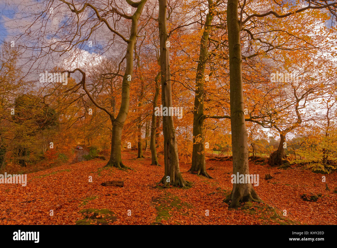 Autumn at Alderley Edge Woods in Cheshire, England. UK. Stock Photo