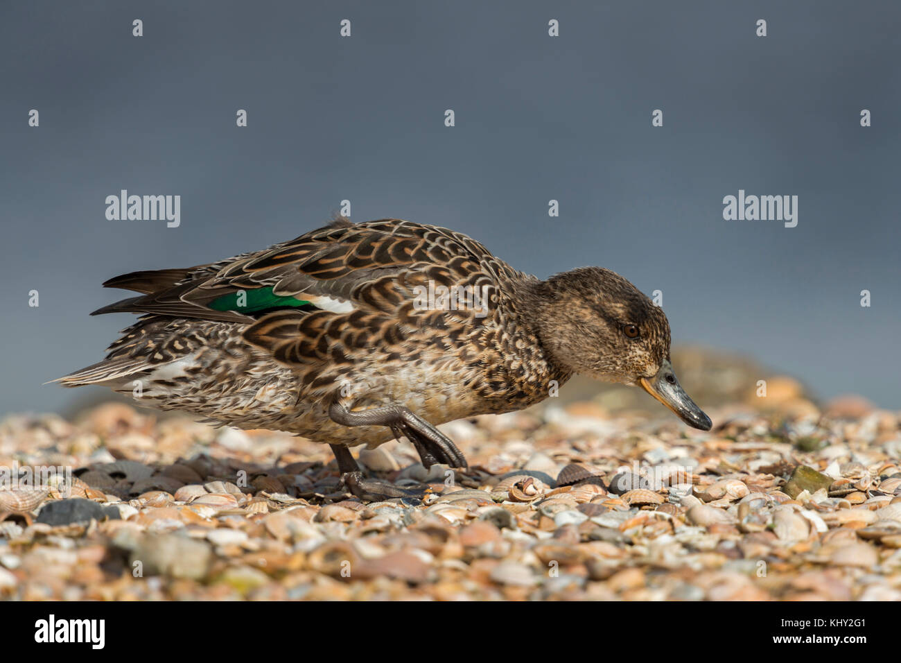 Teal / Krickente ( Anas crecca ), female adult, smallst duck in Europe, in its breeding dress, walking over a mussel bank, searching for food. Stock Photo