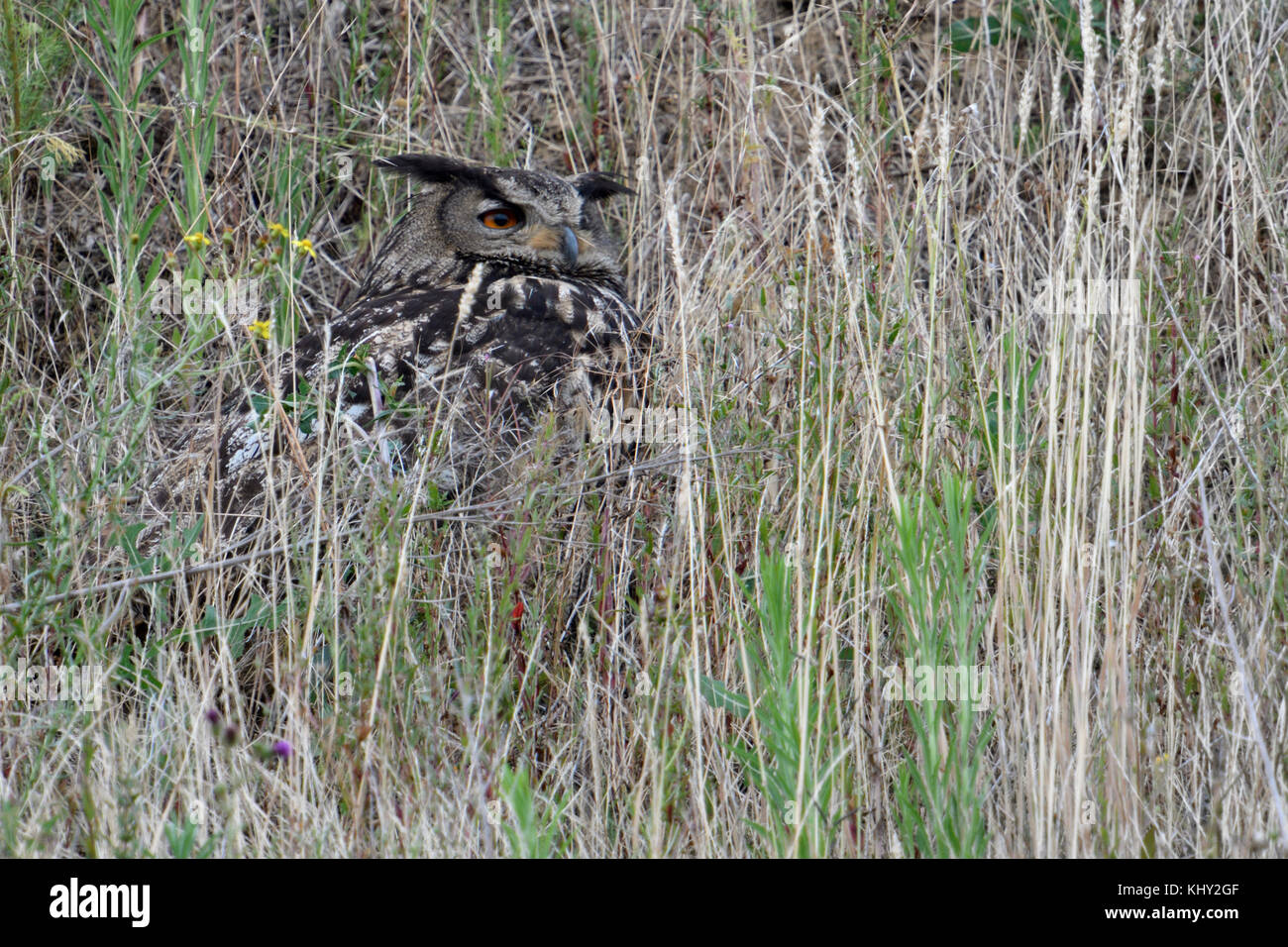 Eurasian Eagle Owl ( Bubo bubo ), adult, sitting in the grass of a slope of a sand pit, watching, hidden, camouflage, wildlife, Europe. Stock Photo