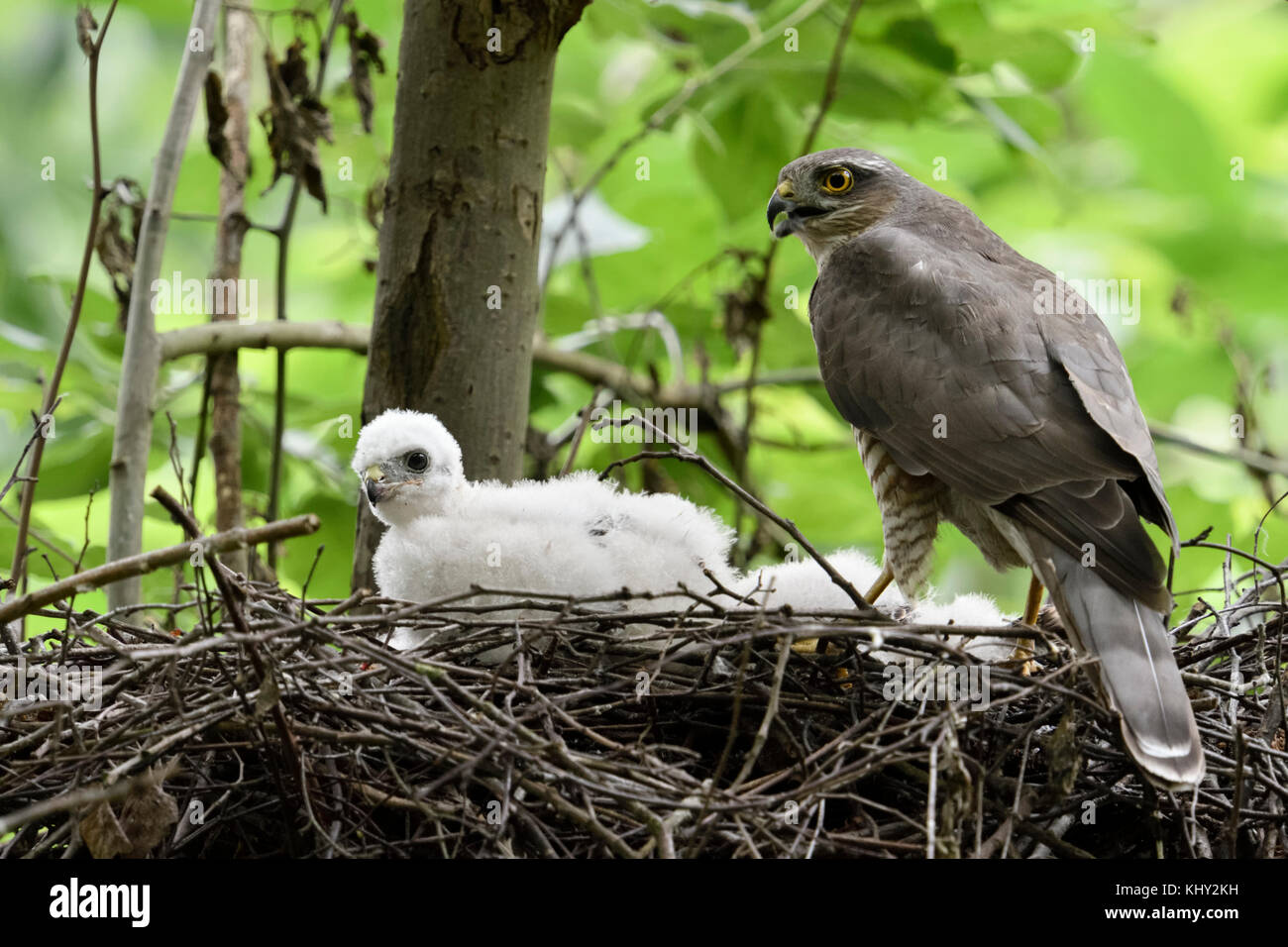 Eurasian Sparrowhawk / Sperber ( Accipiter nisus ), adult female, perched with prey on the edge of its nest, with young chick, calling, wildlife, Euro Stock Photo