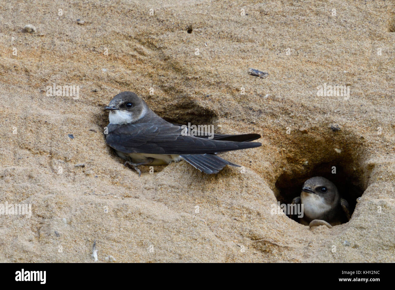 Sand Martin / Bank Swallows / Uferschwalben ( Riparia riparia) resting in the entrance of their nest holes in a sandy river bank, wildlife, Europe. Stock Photo