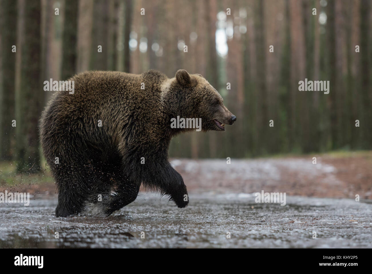 Eurasian Brown Bear ( Ursus arctos ), cub, young adolescent, running fast through a frozen puddle, crossing a forest road, in winter, Europe. Stock Photo