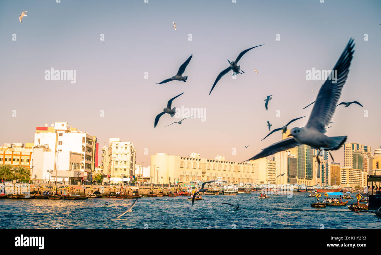 Flock of seagulls is circling over Dubai Creek in Deira Stock Photo