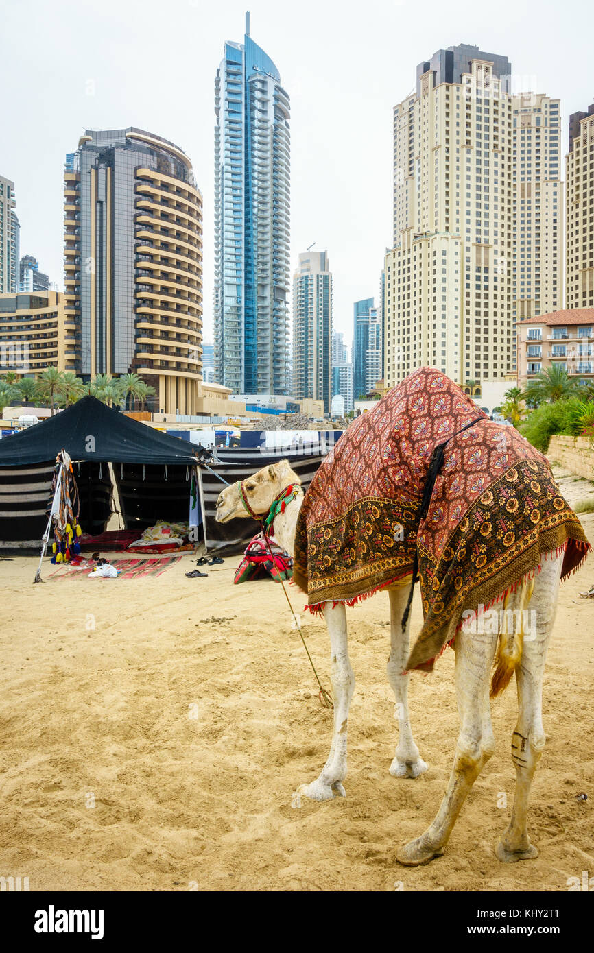 Camel on the Beach at Jumeirah Beach Residence in Dubai Stock Photo