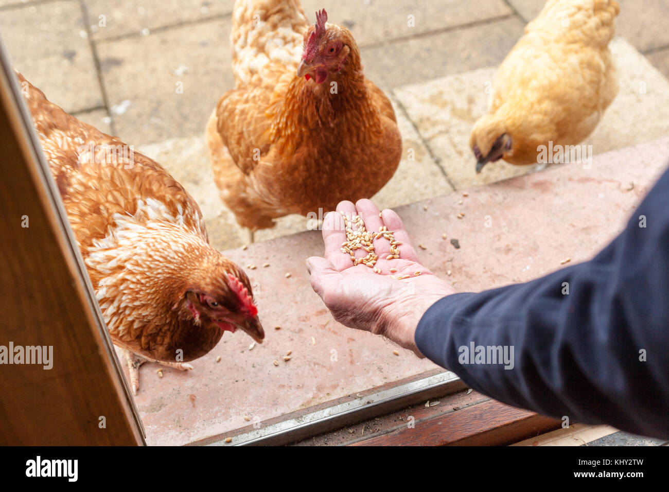 Chickens being fed from hand Model Release No. Property Release No