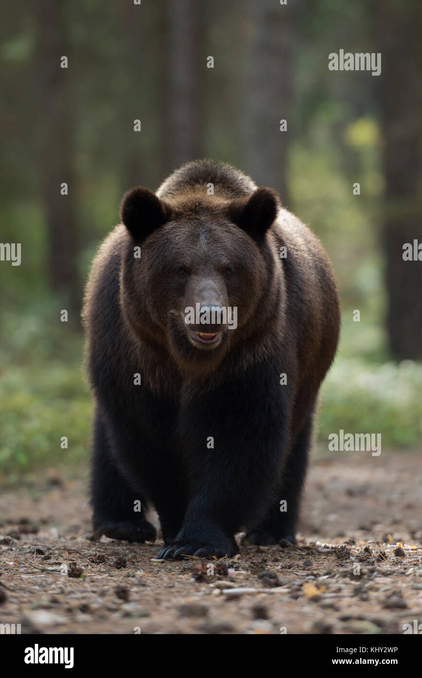Brown Bear / Braunbaer ( Ursus arctos ), strong and powerful adult, at the edge of a forest, comes near, waiting, frontal shot, Europe. Stock Photo
