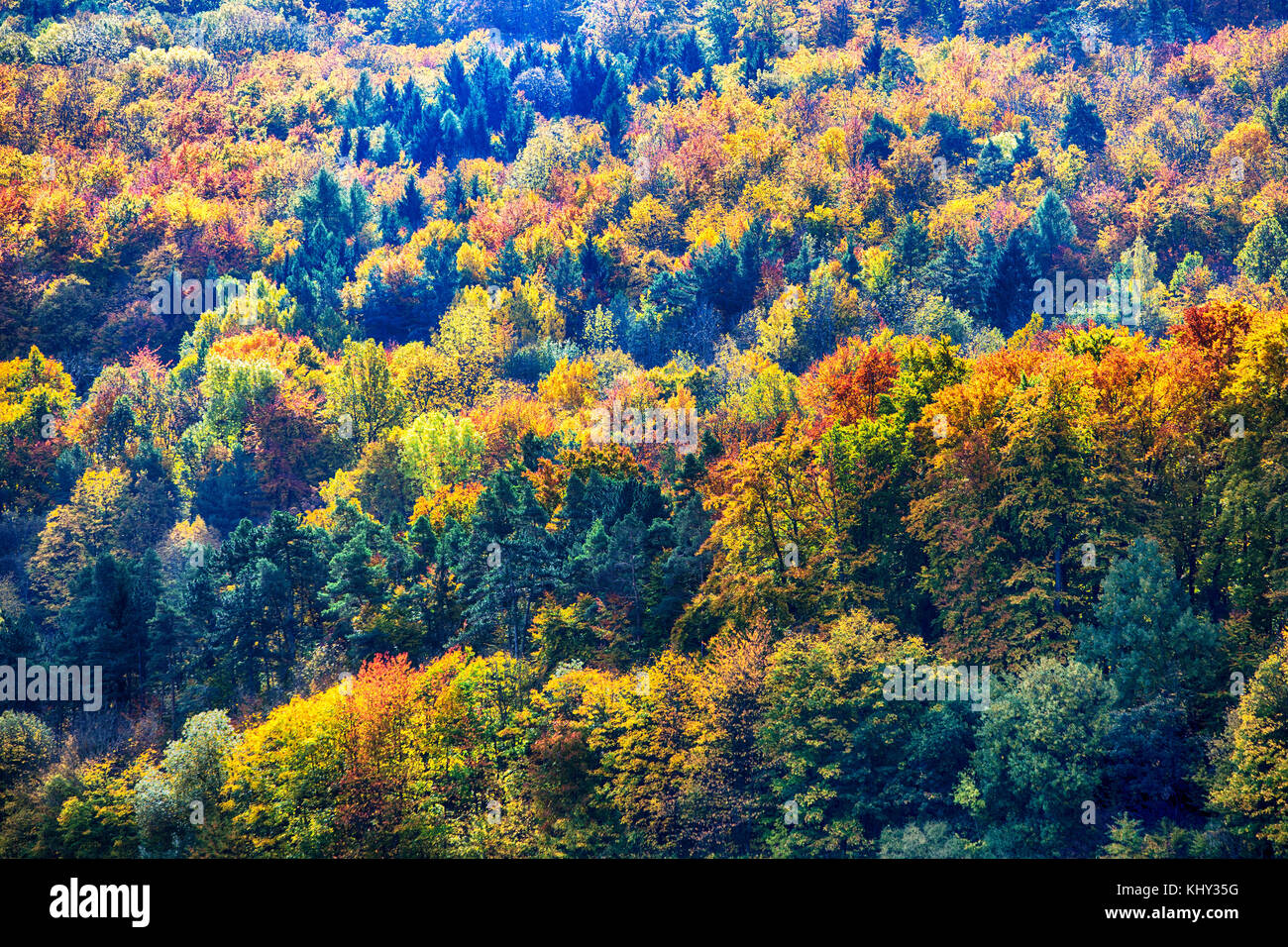 beautiful colorful forest in the fall on a sunny day Stock Photo - Alamy