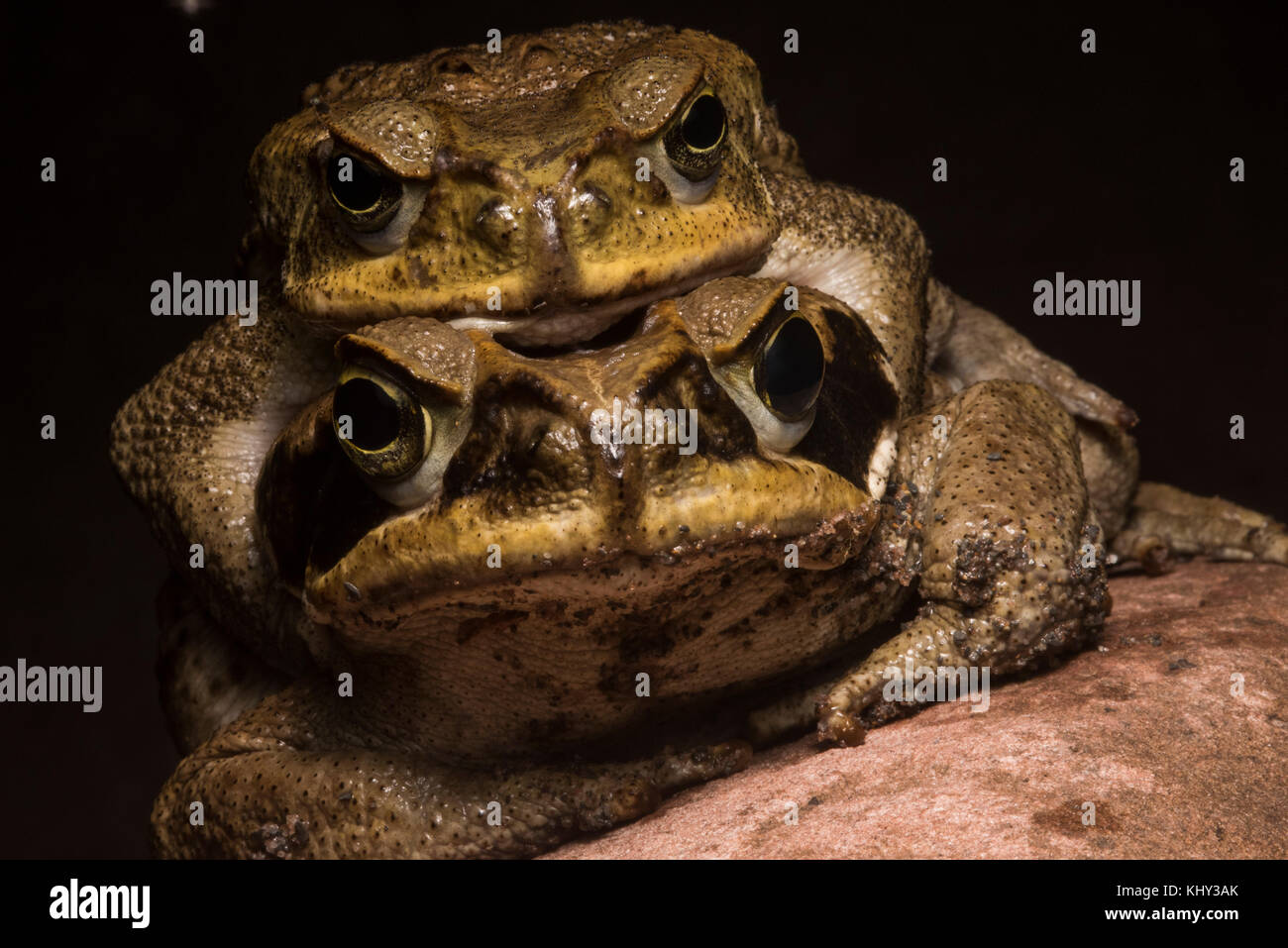 A pair of cane toads in amplexus, the male holds onto the female until she lays 1000s of eggs and he fertilizes them. Stock Photo