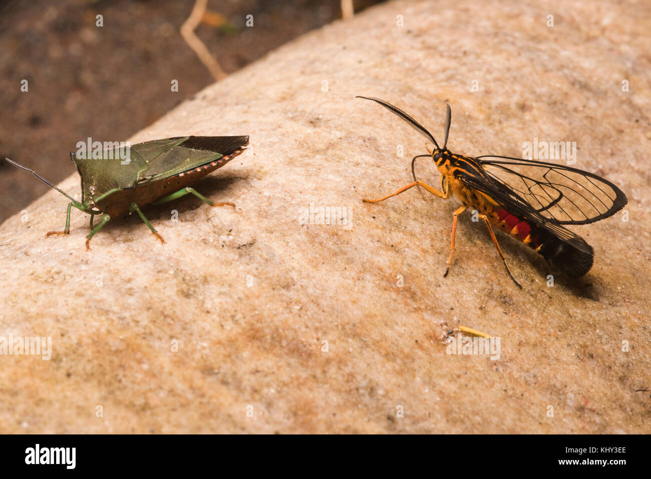 A wasp mimicking moth species in close proximity to a stink bug on a stone from a river bank in Peru. Stock Photo
