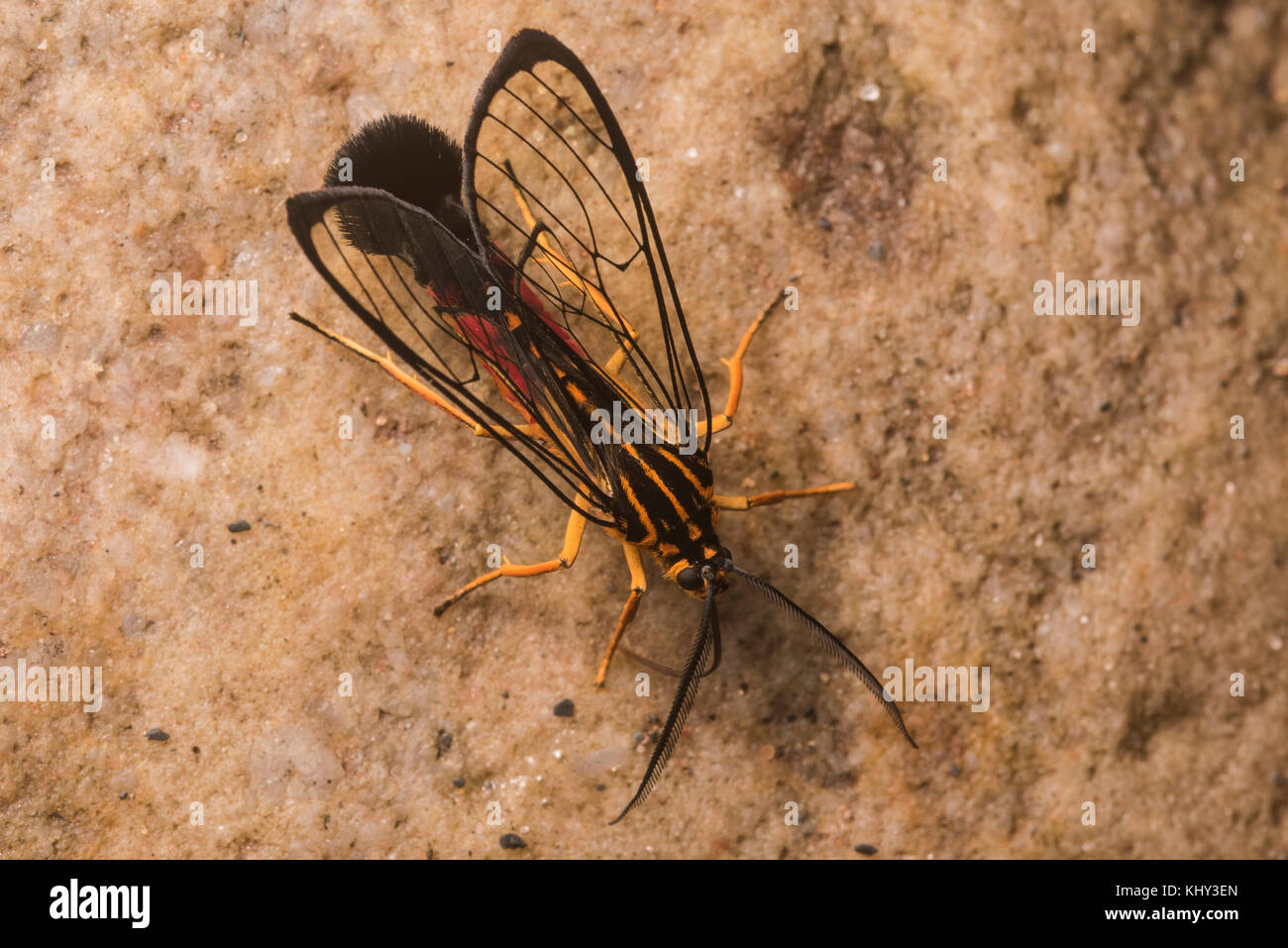 A clear wing moth in the Sesiidae family which mimics wasps as a defense strategy. Stock Photo