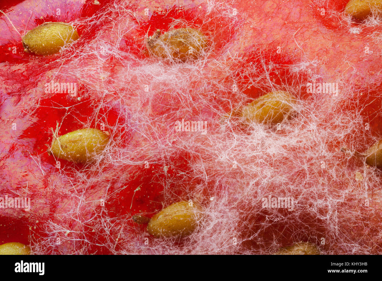 Strawberry covered by white mold through the microscope with high