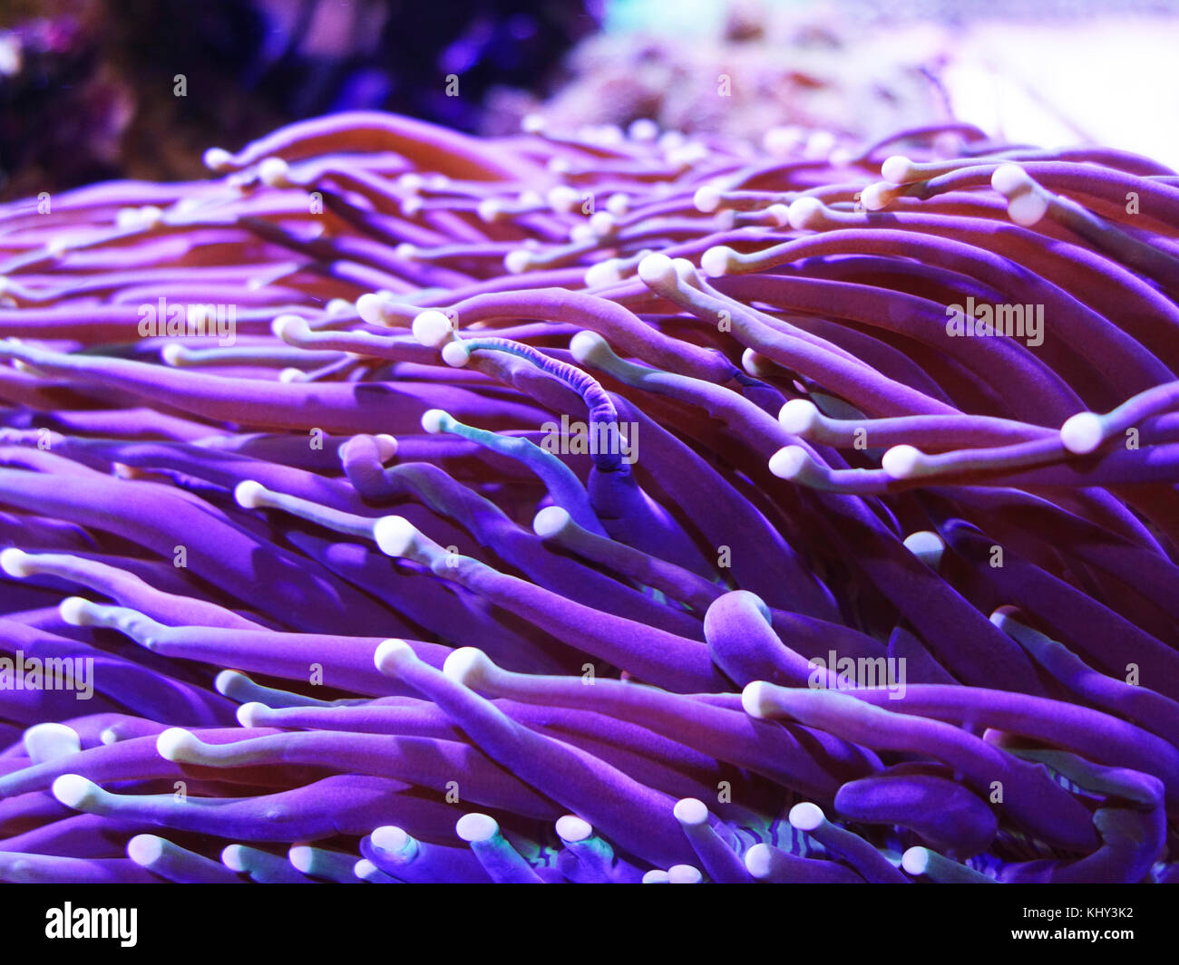 The many tentacles of a sea anemone Stock Photo
