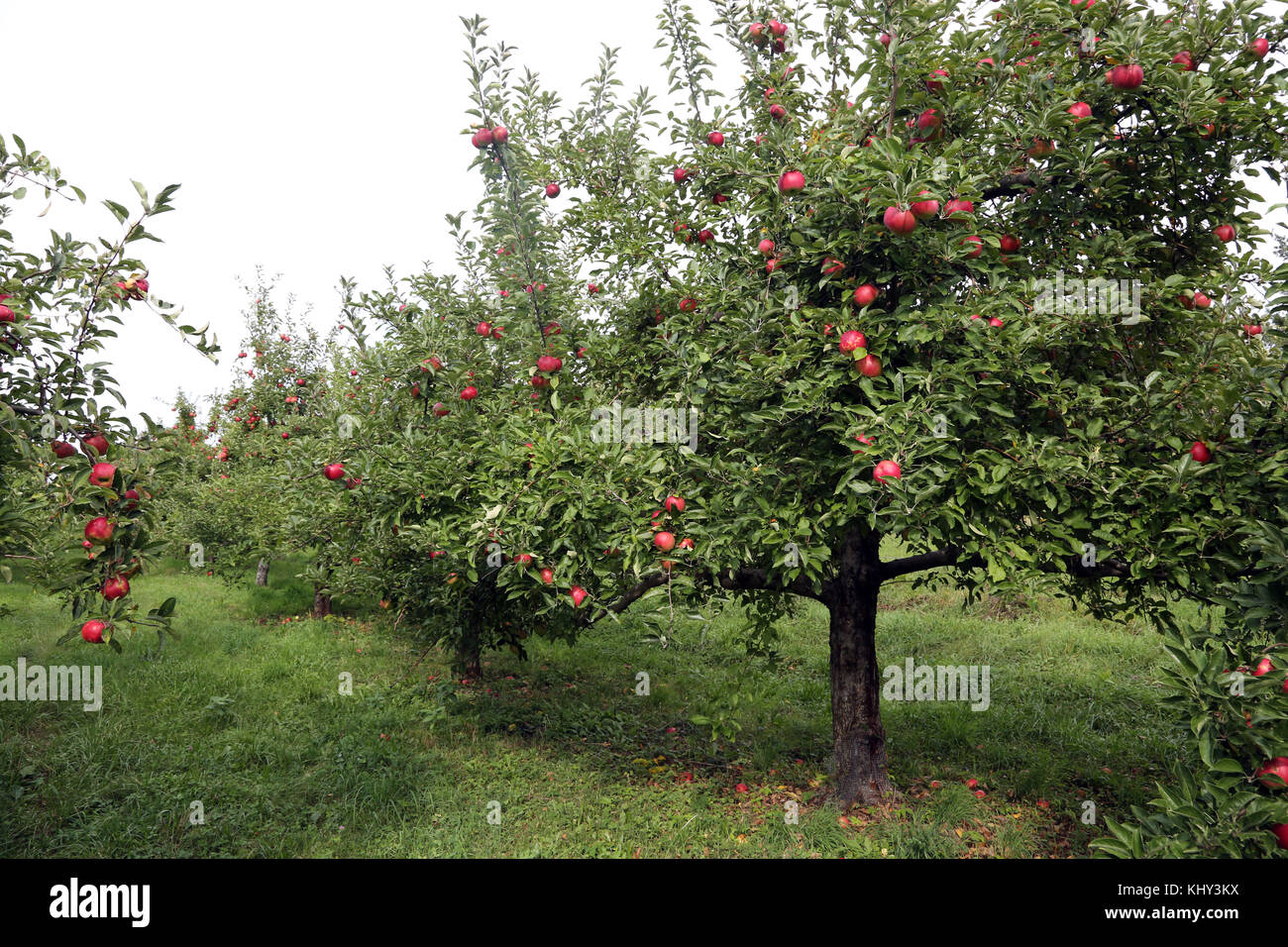 Apple orchard upstate new york hires stock photography and images Alamy