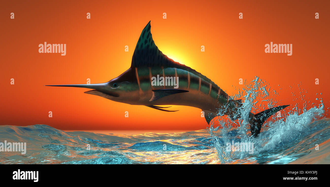 Atlantic Blue Marlin - An Atlantic Blue Marlin jumps out of the blue ocean in a spectacular leap at sunset. Stock Photo