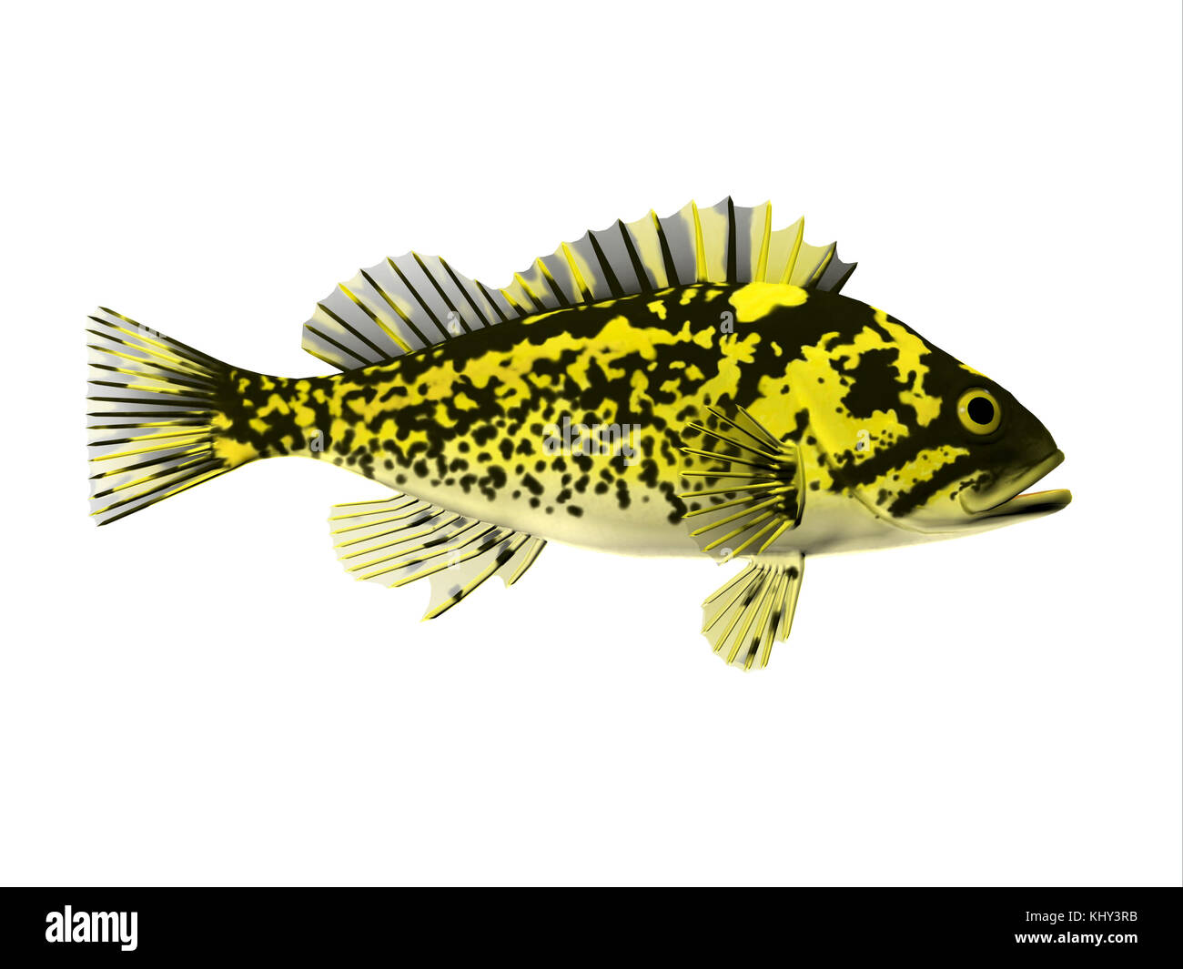 Black and Yellow Rockfish - Rockfish spend most of the time among rocky crevices and boulders in the Pacific ocean and eat crustaceans. Stock Photo