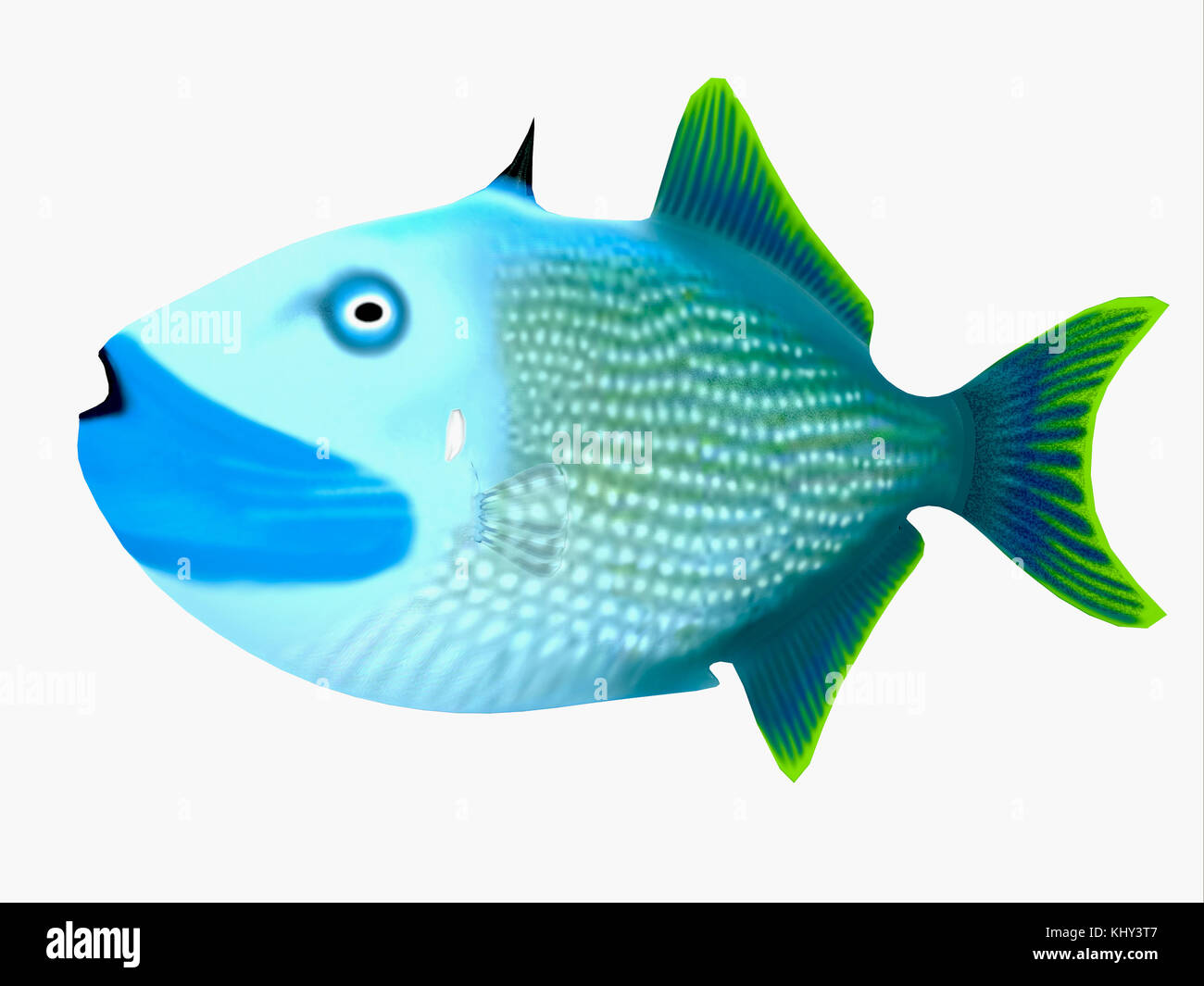 Blue Jaw Triggerfish - The Blue Jaw Triggerfish is a saltwater species reef fish in tropical regions of major oceans. Stock Photo