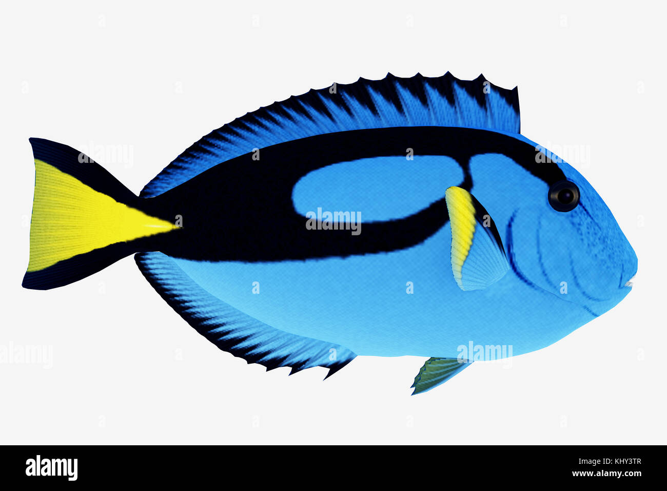 Blue Tang Fish - The Blue Tang Fish is a saltwater species reef fish in tropical regions of Indo-Pacific oceans and eat plankton and algae. Stock Photo