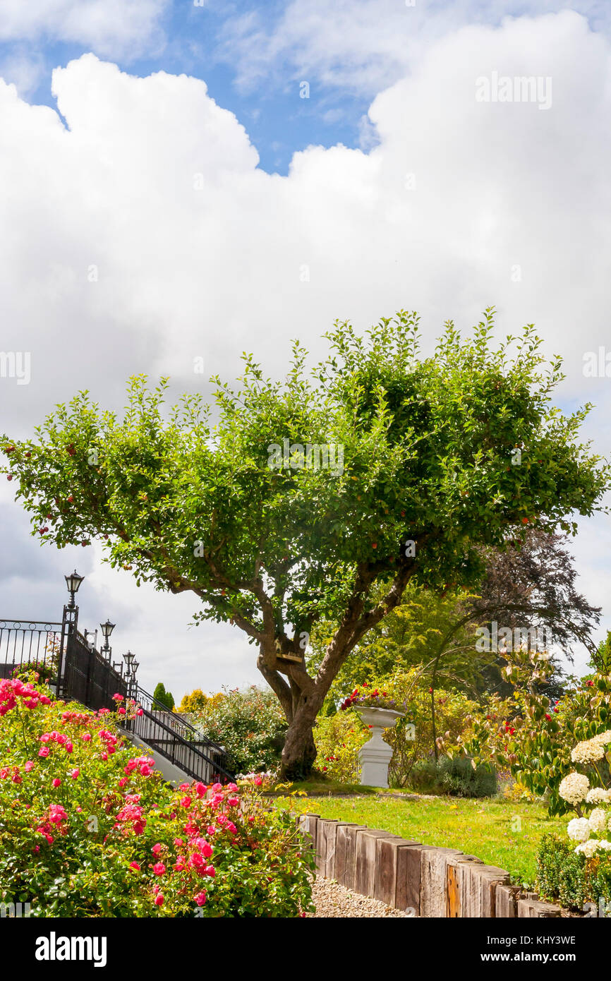 large bonsai type tree with multi trunks crossed again a cloudy blue sky in a lush garden with flowers and bushes Stock Photo