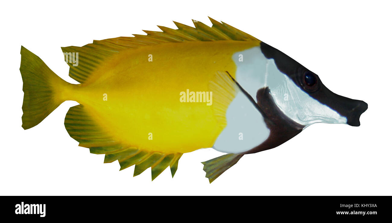 Foxface Rabbitfish - The Foxface Rabbitfish is a saltwater species reef fish in tropical regions of the Western Pacific ocean. Stock Photo