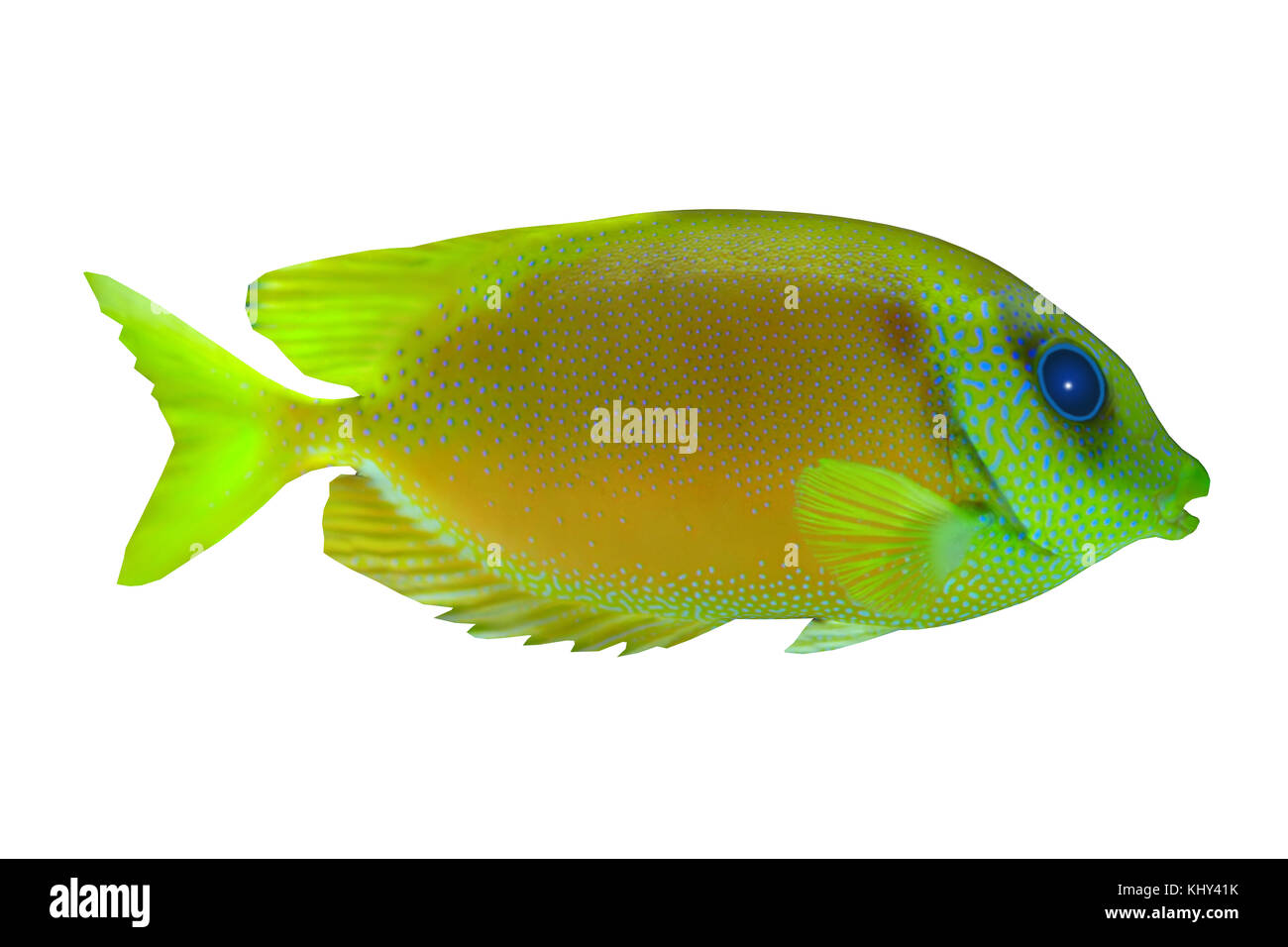 Lemonpeel Angelfish - The Lemonpeel Angelfish is a saltwater species reef fish in tropical regions of Indo-Pacific oceans. Stock Photo