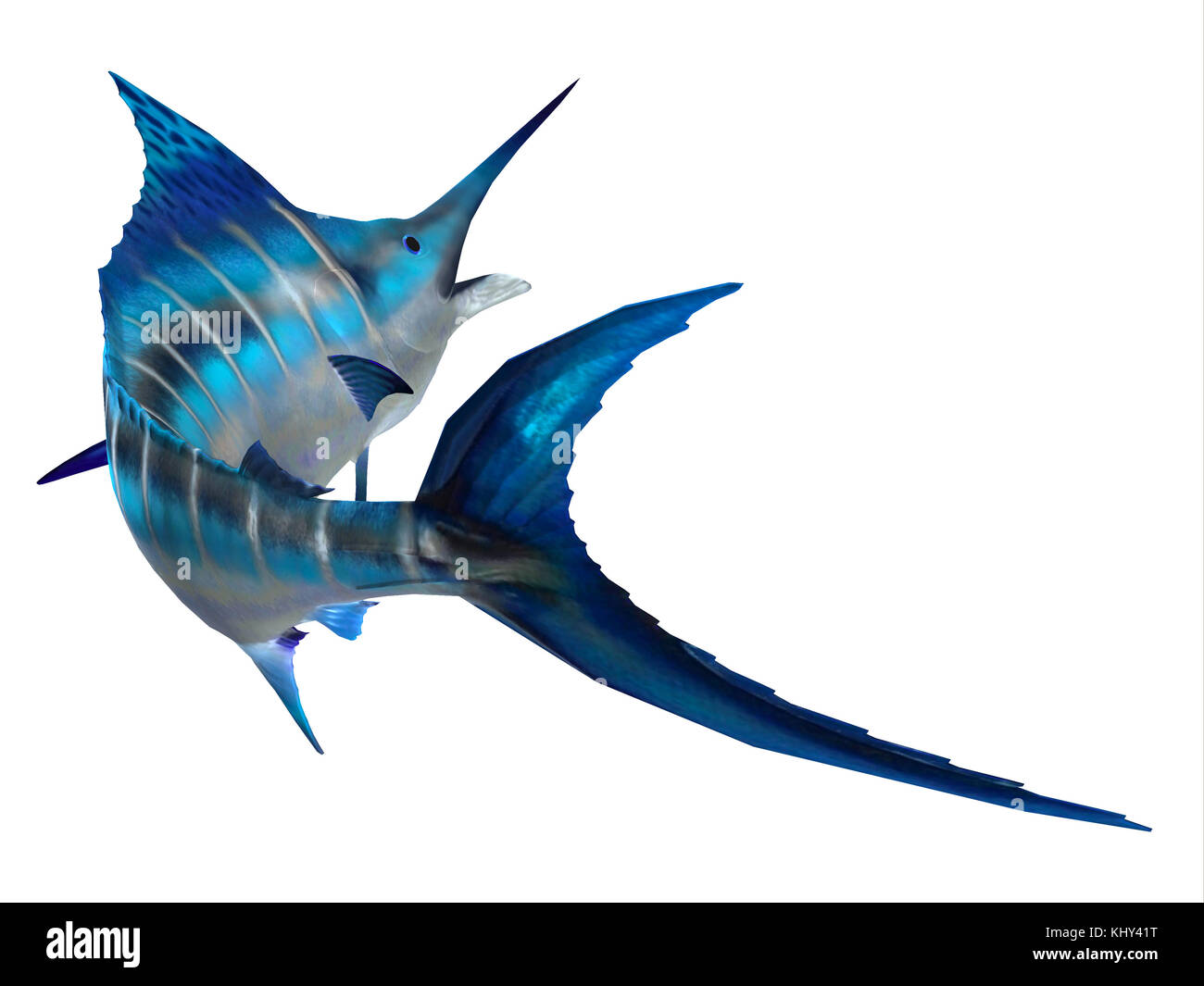 Marlin Fish Tail - The Atlantic Blue Marlin fish is the largest bony fish and is a popular game fish in the Atlantic ocean. Stock Photo
