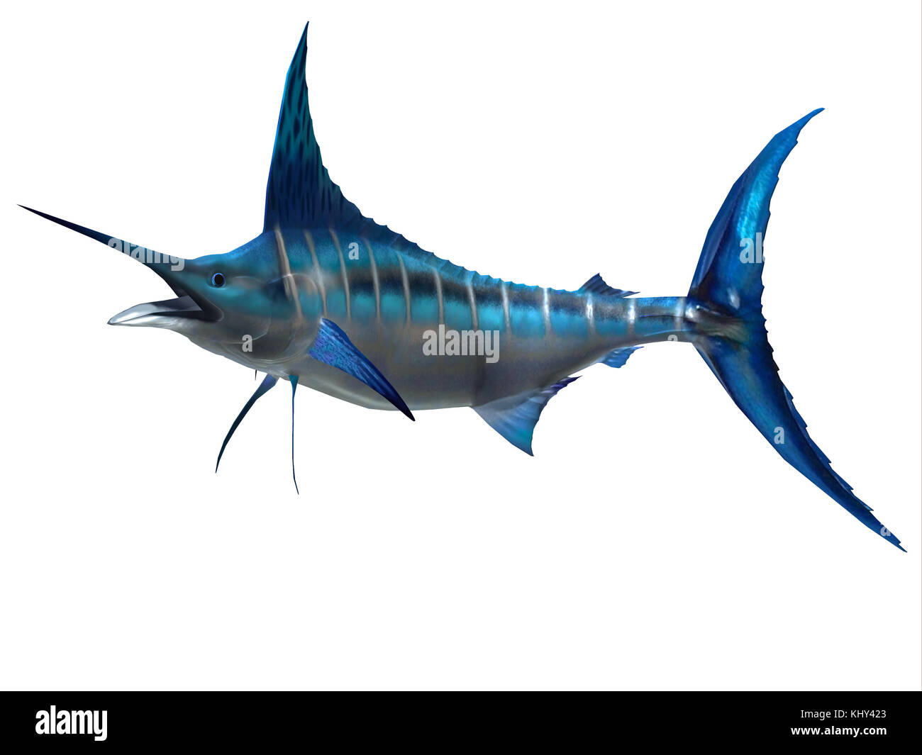 Marlin Sport Fish - The Blue Marlin is a favorite fish of sport fishermen and one of the predators of the Atlantic and Pacific oceans. Stock Photo
